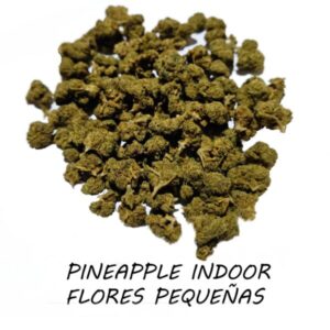 22% CBD Critical Mass Hidropónica