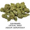 22% CBD Critical Mass Hidroponia - La Critical Mass indoor hidro CBD traida de estados unidos, variedad muy exclusiva para los mas sibaritas tiene un olor cautivador que transita entre lo dulce y frutal con toques amanerados, una variedad que nunca falla
